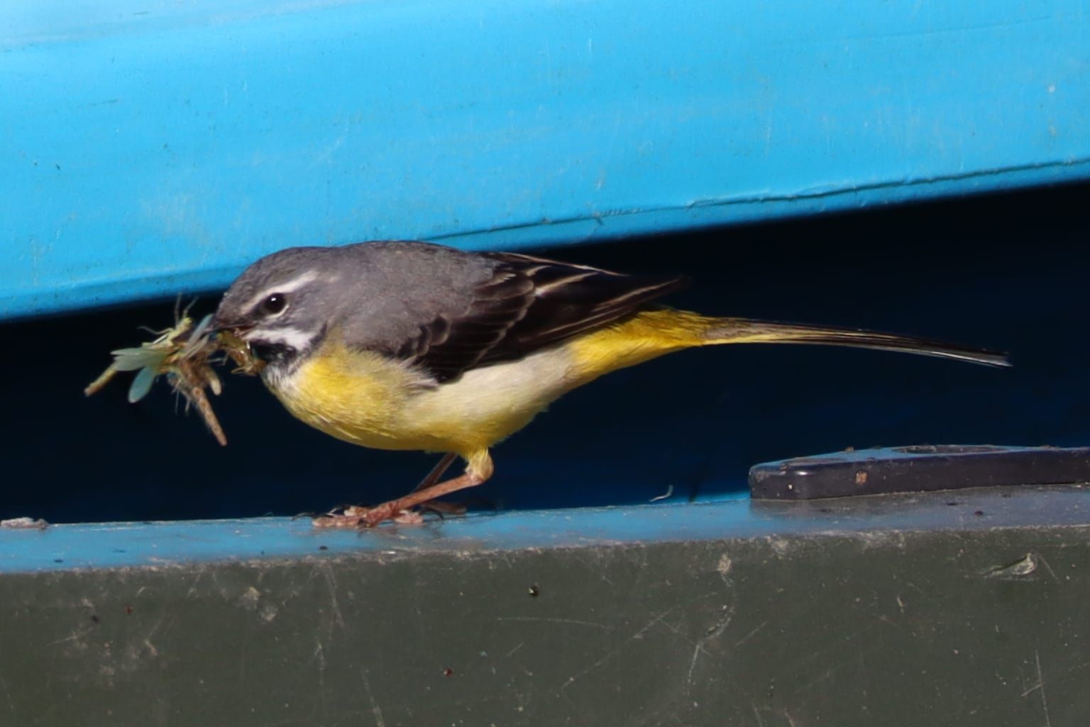  Grey Wagtail 